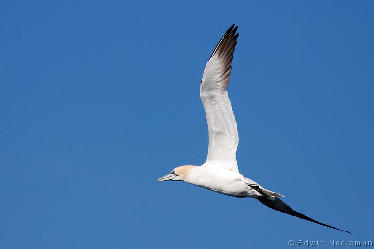 ENE-20090430-0166.jpg - [nl] Jan-van-gent ( Morus bassanus ) | Lofoten, Noorwegen[en] Northern Gannet ( Morus bassanus ) | Lofoten, Norway